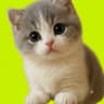 KITTY mascot